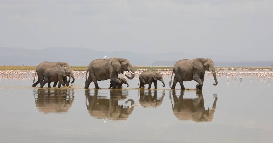 Paysage avec des animaux@Médiathèque LMV
