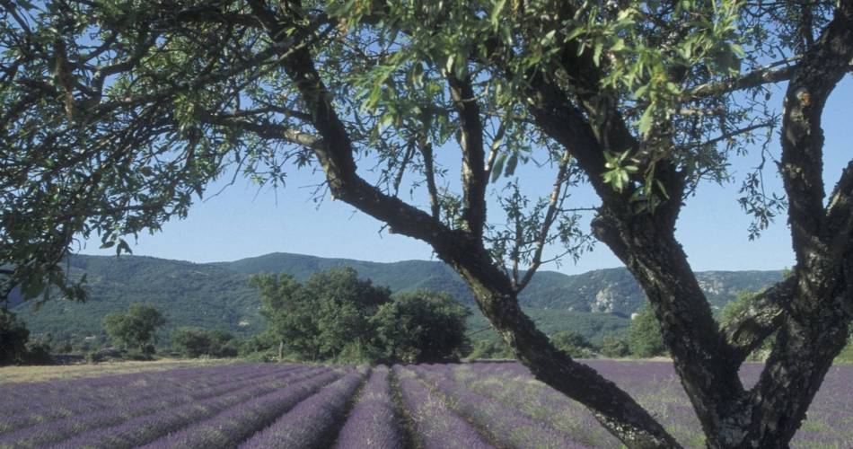 APT - Petit tour de Rocsalière@©PNR Luberon