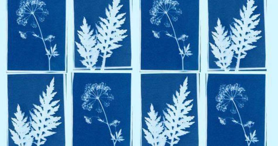 Atelier de Cyanotype à Mirabeau@Atelier de Cyanotype à Mirabeau_Mirabeau