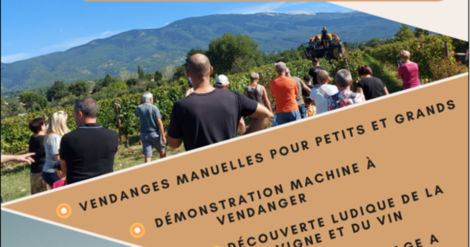 Vendanges de notre parcelle pédagogique@Les vignerons du Mont Ventoux