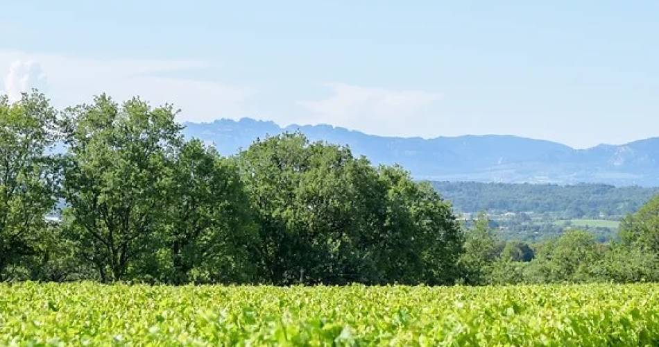 Grapillade de raisin 2026@Domaine les Touchines
