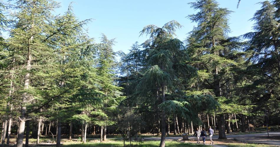 BONNIEUX -LACOSTE - Bois du Pré de Roustan@©Daniel Grenouilleau