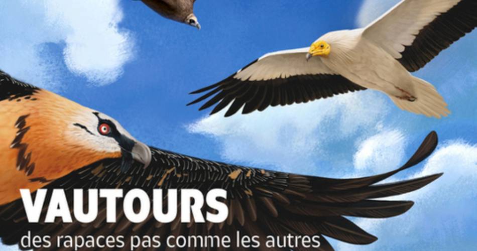 Journée mondiale des vautours à Monieux@©LPO du Ventoux
