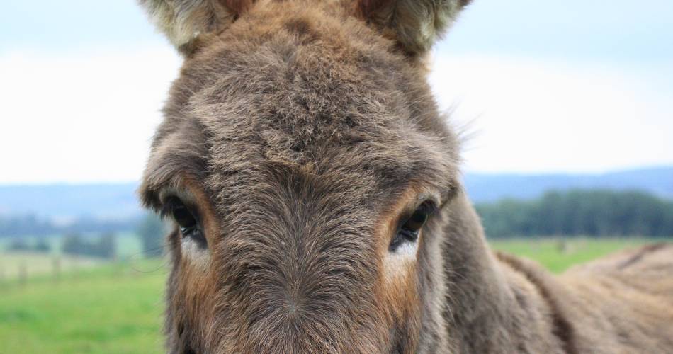Fête des ânes@Pixabay