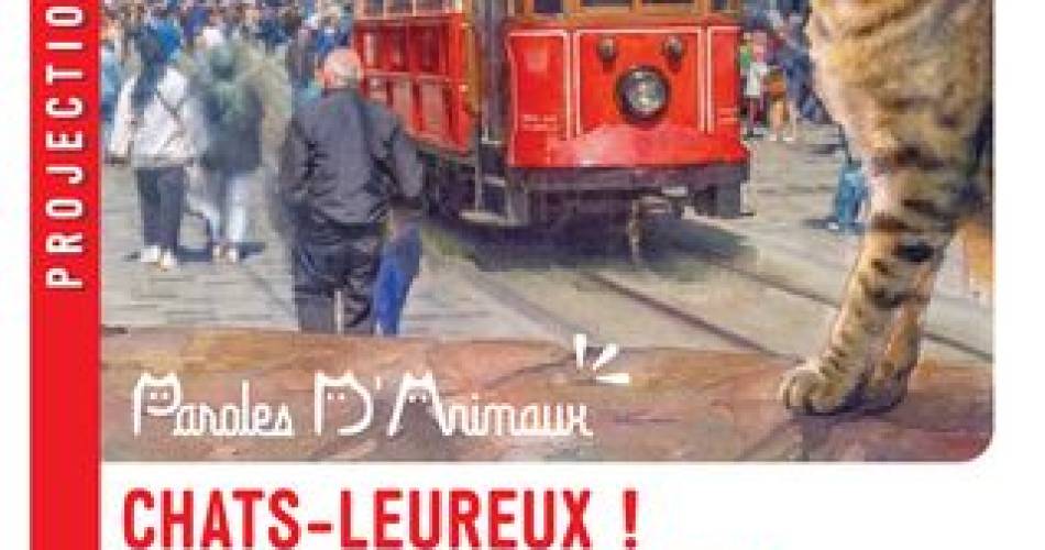 Projection documentaire : Chats-leureux !@mairie de mazan