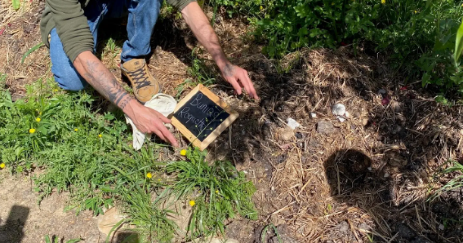 Balade et atelier "Autour des Plantes Sauvages"@Agenda Avignon Tourisme