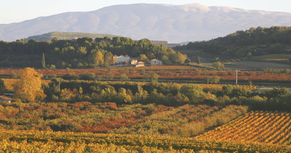 Festival Ventoux Saveurs : Conférence-débat : les terroirs, leviers de développement local@les champs de vignes-Aguilar