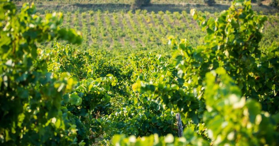 Formule visite complète - Expérience privilège au Domaine la Boutinière@©Domaine la Boutinière