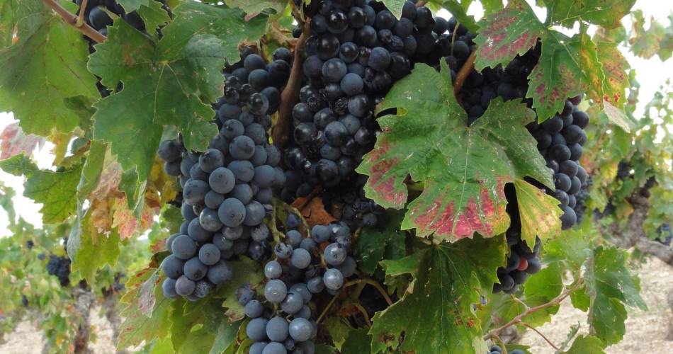 Rendez-vous nature :  Biodiversité et viticulture@© Pixabay