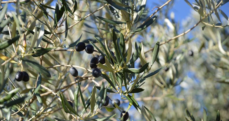 Atelier au Jardin « Transformation des olives »@© Pixabay