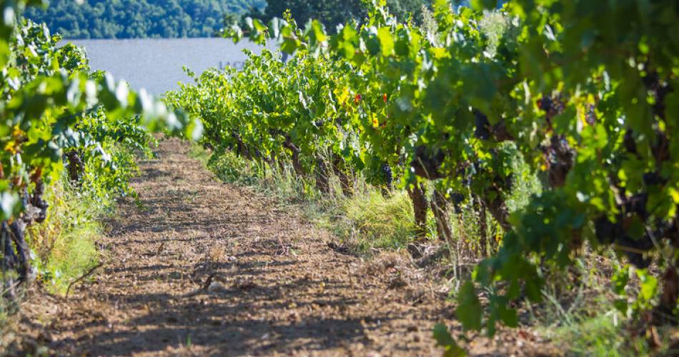 Parcours autour des vignes au Château La Sable à Cucuron@Parcours autour des vignes au Château La Sable à Cucuron_Cucuron
