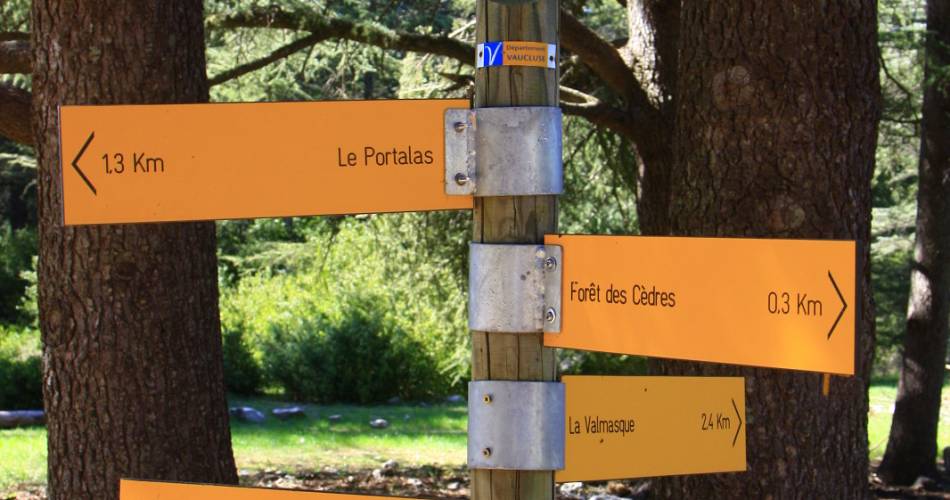 La forêt des cèdres du Petit Luberon@Coll. VPA / A. Hocquel