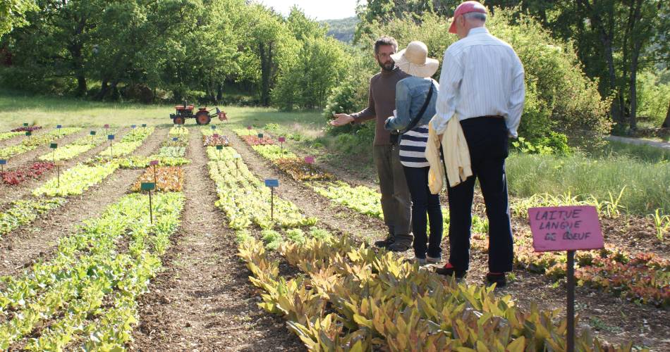 Le potager d'un curieux@GILLET Valérie - Vaucluse Provence