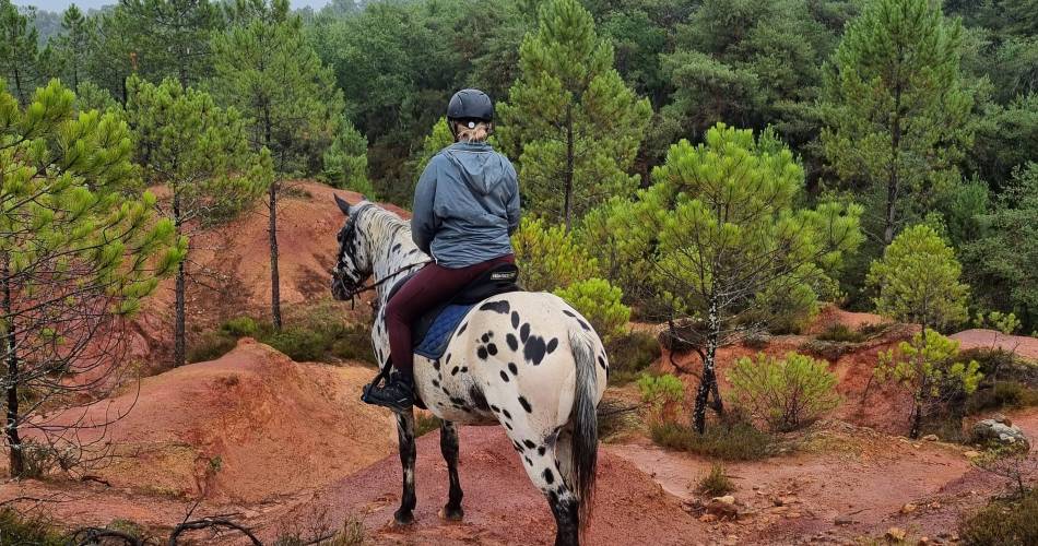 Balade en calèche avec Provence Hipposervices@Guy Brune