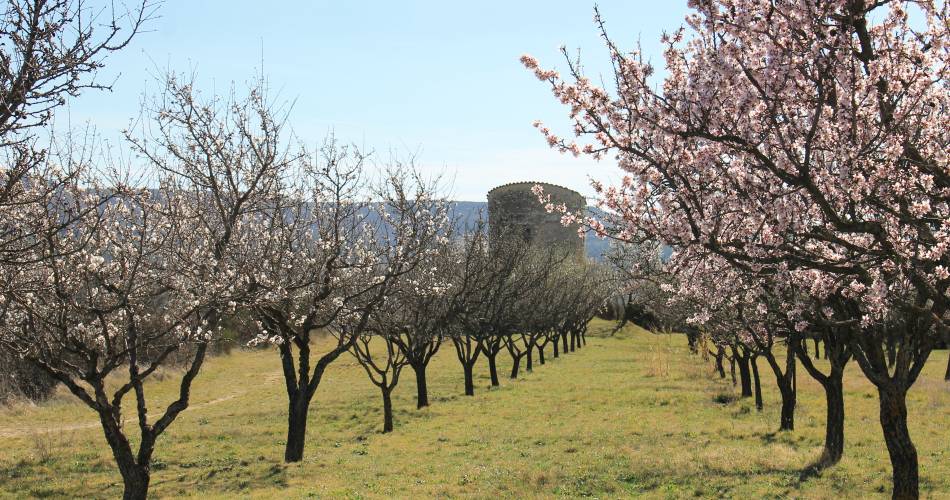 Le Verger conservatoire d'amandiers@Office de tourisme Pays d'Apt Luberon