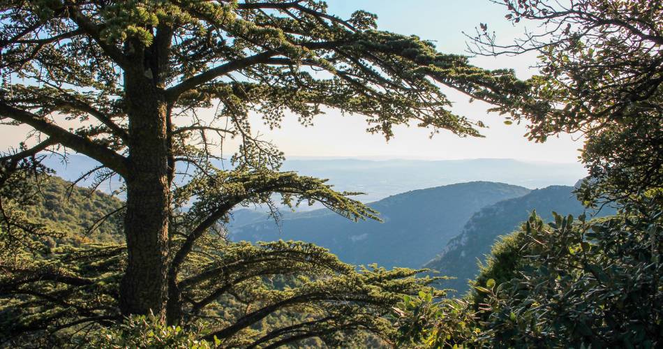 La Forêt des cèdres@© Office de Tourisme Pays d'Apt Luberon